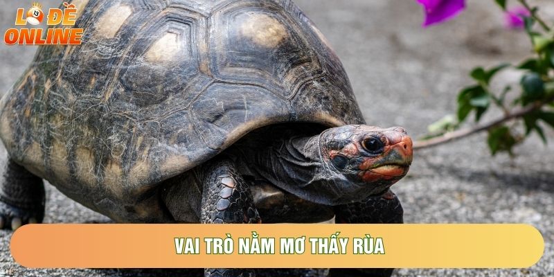 Vai trò nằm mơ thấy rùa Vai trò nằm mơ thấy rùa